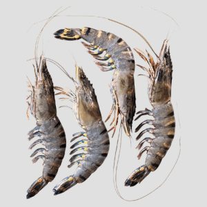 Black Tiger Prawns