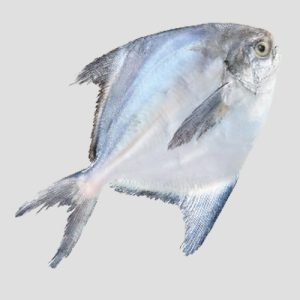 White Pomfret