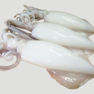 Whole Clean Squid