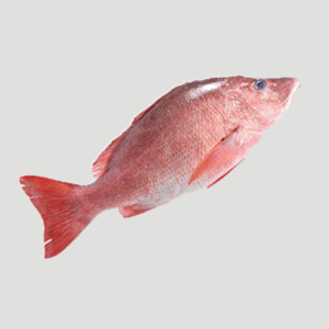 Red Snapper