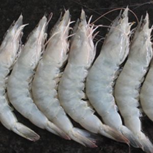 Vannamei Prawns
