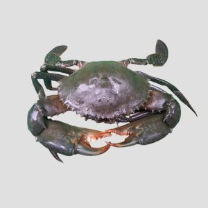 Crab